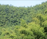 竹子的特點有哪些？